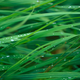 Grass Blades